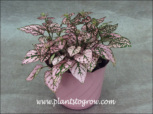 Polka Dot Plant (Hypoestes phyllostachya)
A birthday present from one of my horticulture students (thanks Desire !!). It is probably the cultivar Pink Splash or Confetti Pink